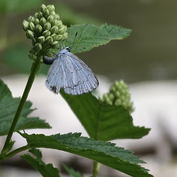 Meet your Posher, Conner - Picture 7 of 7